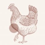 illustration d'une poule rouge style gravure