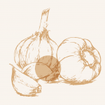 illustration d'une tête d'ail beige style gravure