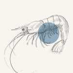 illustration d'une recette grise, bleutée style gravure