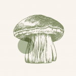 illustration d'un champignon vert style gravure